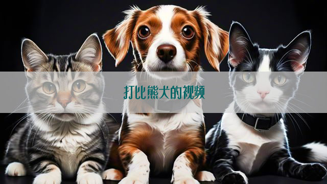 打比熊犬的视频