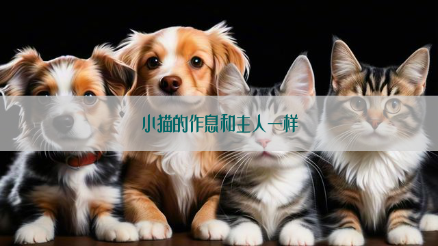 小猫的作息和主人一样