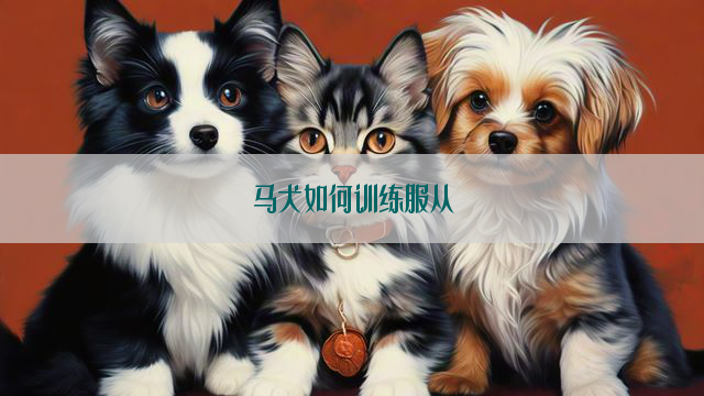 马犬如何训练服从