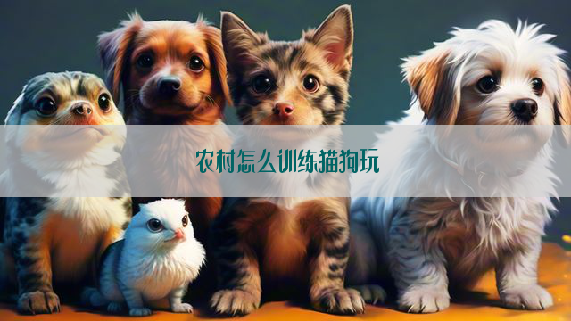 农村怎么训练猫狗玩