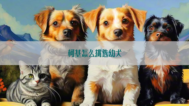 柯基怎么挑选幼犬