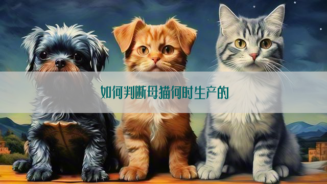 如何判断母猫何时生产的