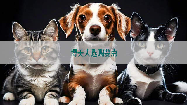 博美犬选购要点