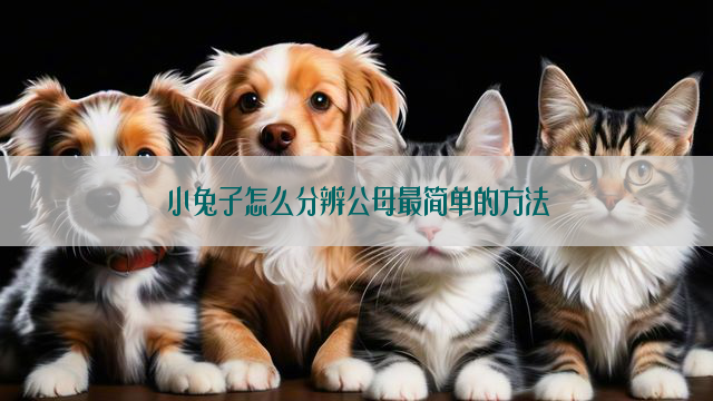 小兔子怎么分辨公母最简单的方法