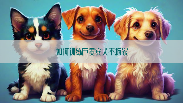 如何训练巨贵宾犬不拆家