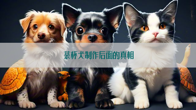 茶杯犬制作后面的真相