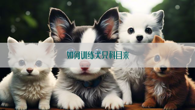 如何训练犬只科目来