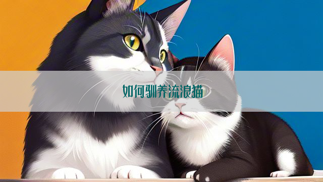 如何驯养流浪猫