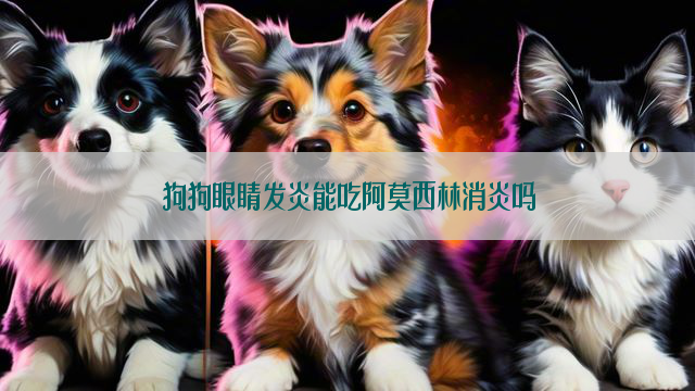 狗狗眼睛发炎能吃阿莫西林消炎吗