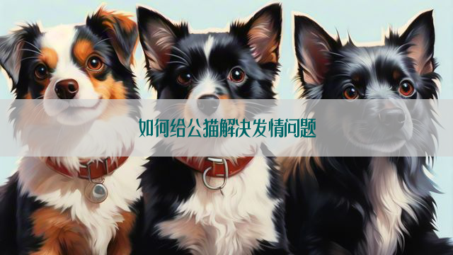 如何给公猫解决发情问题