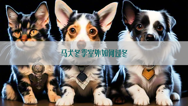 马犬冬季室外如何过冬