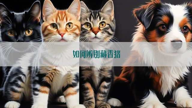 如何辨别藏香猪