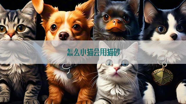 怎么小猫会用猫砂