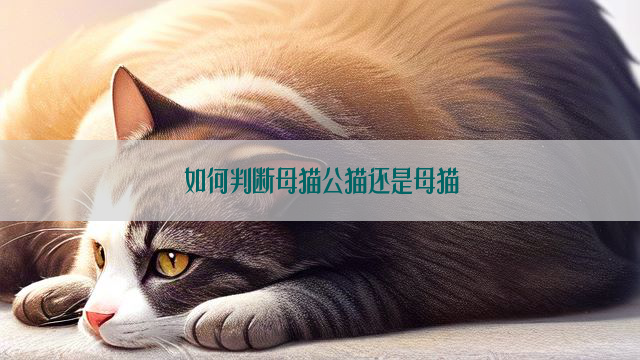 如何判断母猫公猫还是母猫