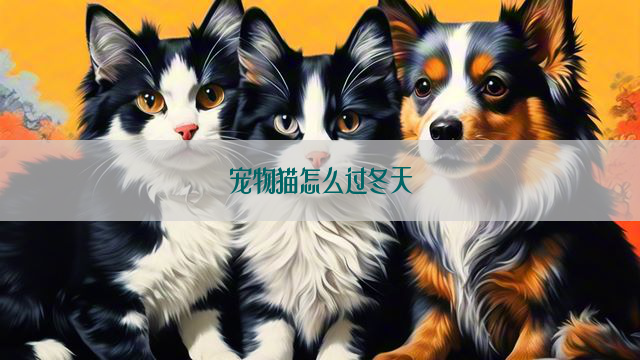 宠物猫怎么过冬天