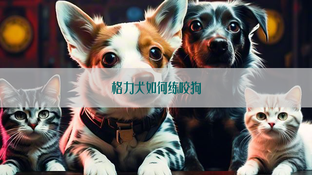 格力犬如何练咬狗