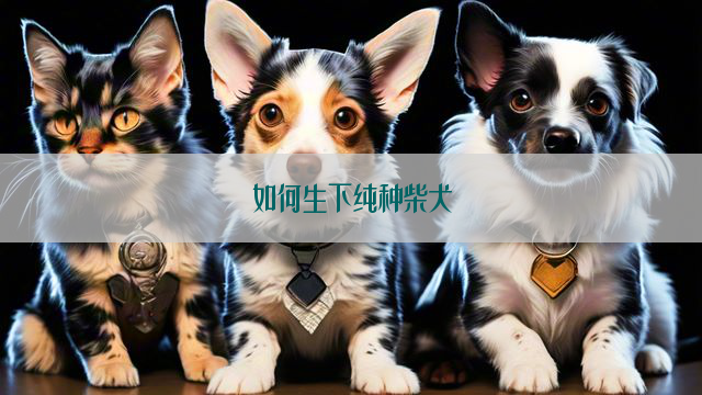 如何生下纯种柴犬