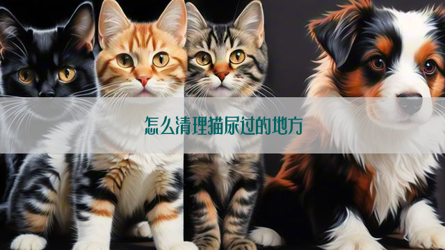 怎么清理猫尿过的地方