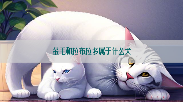 金毛和拉布拉多属于什么犬