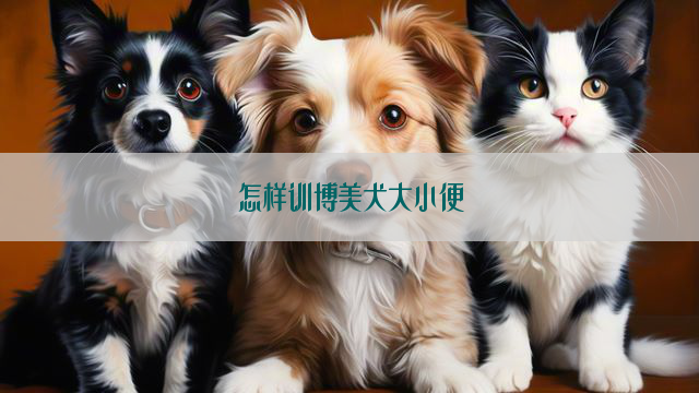 怎样训博美犬大小便