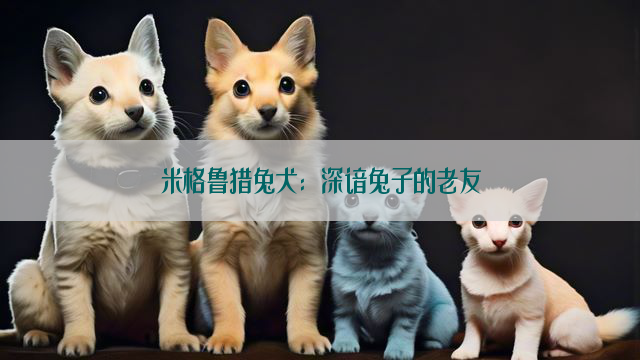 米格鲁猎兔犬：深谙兔子的老友