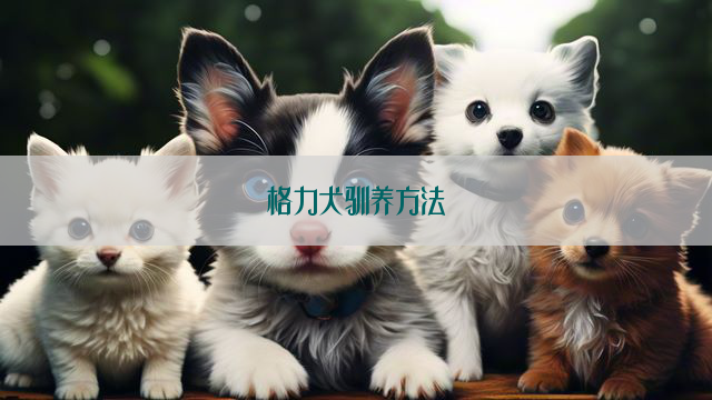 格力犬驯养方法