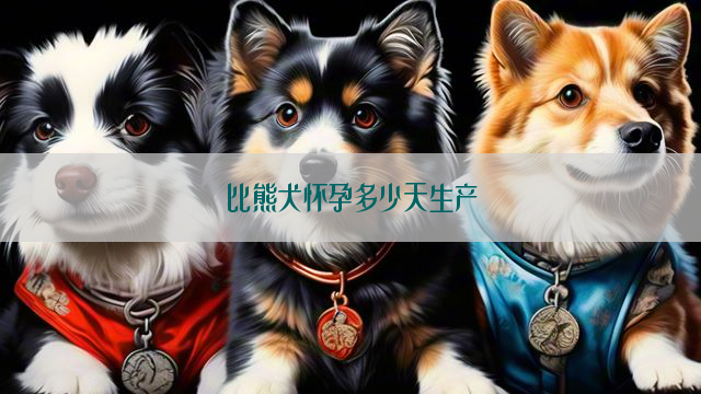 比熊犬怀孕多少天生产