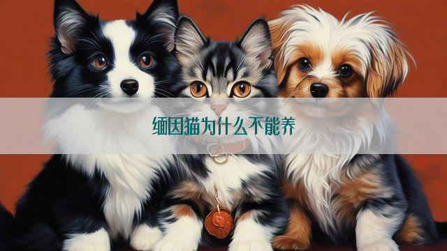 缅因猫为什么不能养