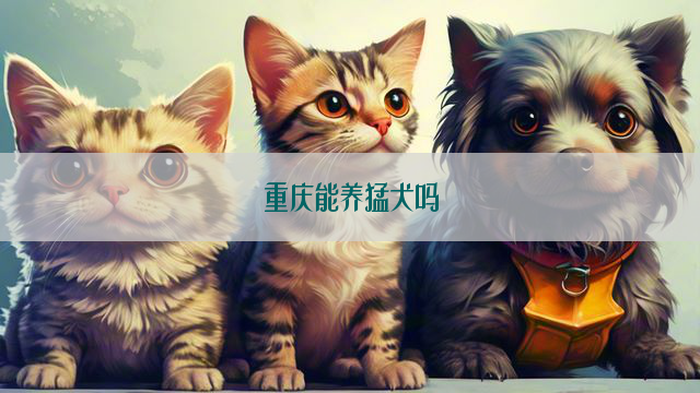 重庆能养猛犬吗