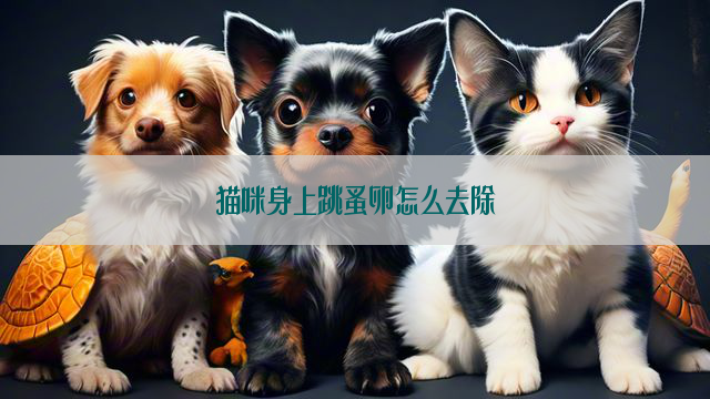 猫咪身上跳蚤卵怎么去除