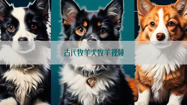 古代牧羊犬牧羊视频