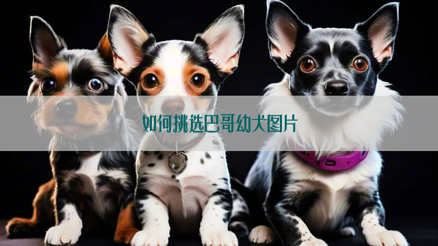 如何挑选巴哥幼犬图片