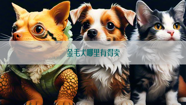 金毛犬哪里有得卖