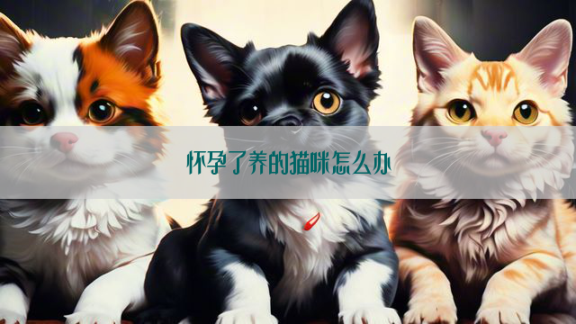 怀孕了养的猫咪怎么办