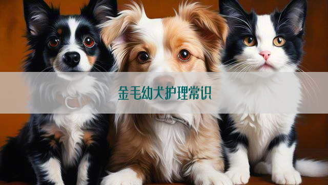 金毛幼犬护理常识