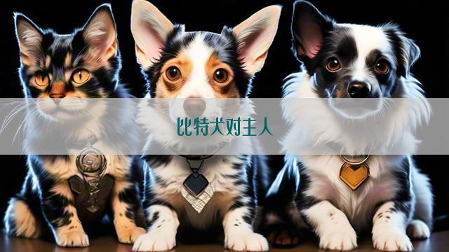 比特犬对主人