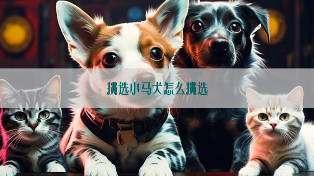 挑选小马犬怎么挑选