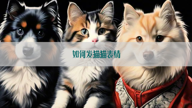 如何发猫猫表情