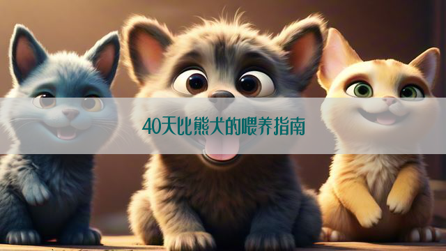 40天比熊犬的喂养指南