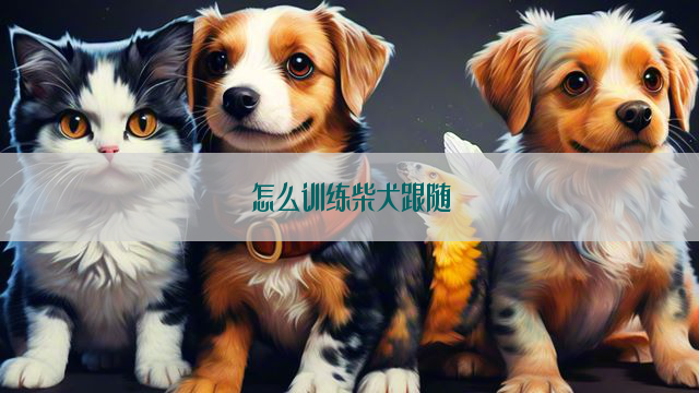 怎么训练柴犬跟随