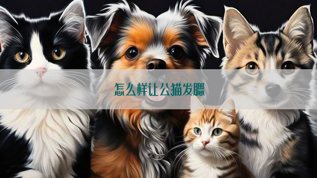 怎么样让公猫发腮