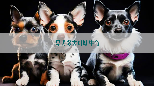 马犬多大可以生育