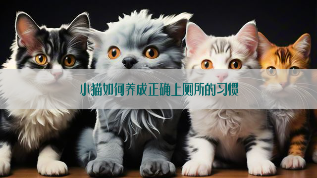 小猫如何养成正确上厕所的习惯