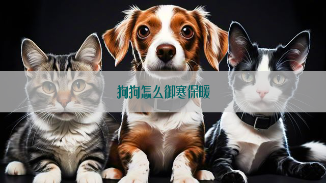 狗狗怎么御寒保暖