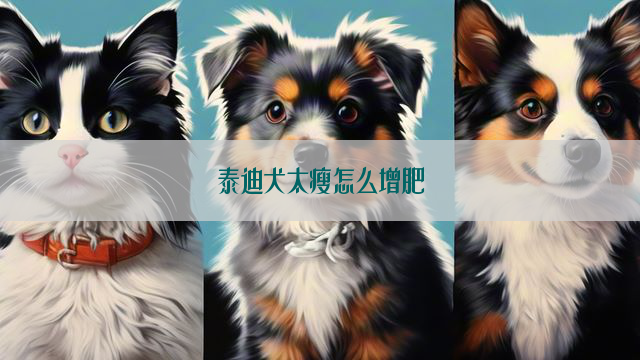 泰迪犬太瘦怎么增肥