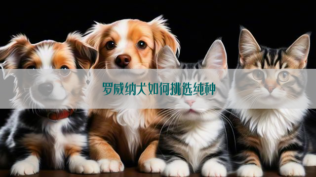 罗威纳犬如何挑选纯种