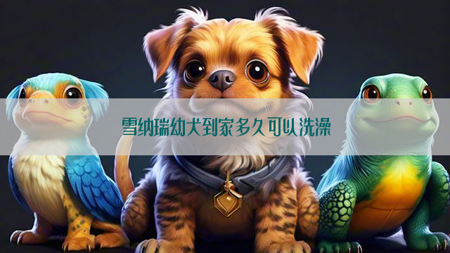 雪纳瑞幼犬到家多久可以洗澡