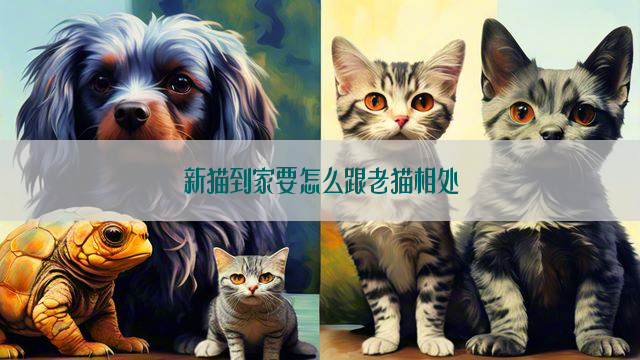 新猫到家要怎么跟老猫相处