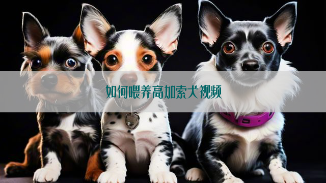 如何喂养高加索犬视频