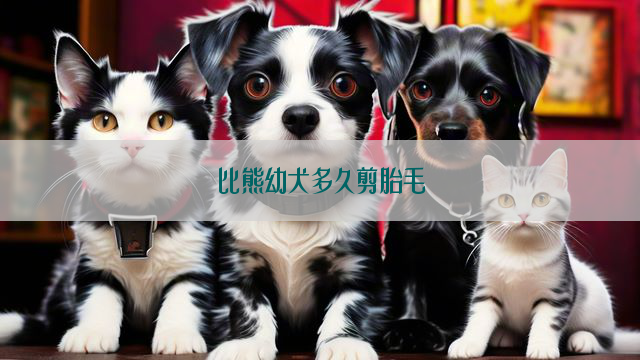 比熊幼犬多久剪胎毛